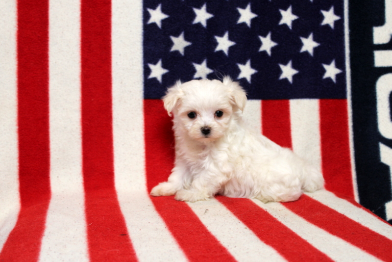 puppy, for, sale, Maltese, Matthew B. Stoltzfus, dog, breeder, Gap, PA, dog-breeder, puppy-for-sale, forsale, nearby, find, puppyfind, locator, puppylocator, aca